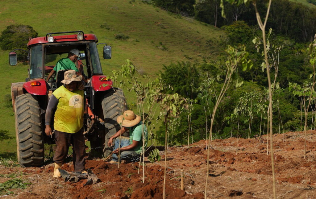 reflorstamento, trabalhamos com mudas para reflorestamento ambiental